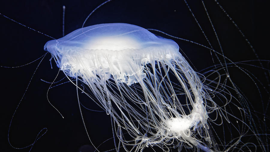 Tangled - Egg-Yolk Jellyfish Photograph by KJ Swan