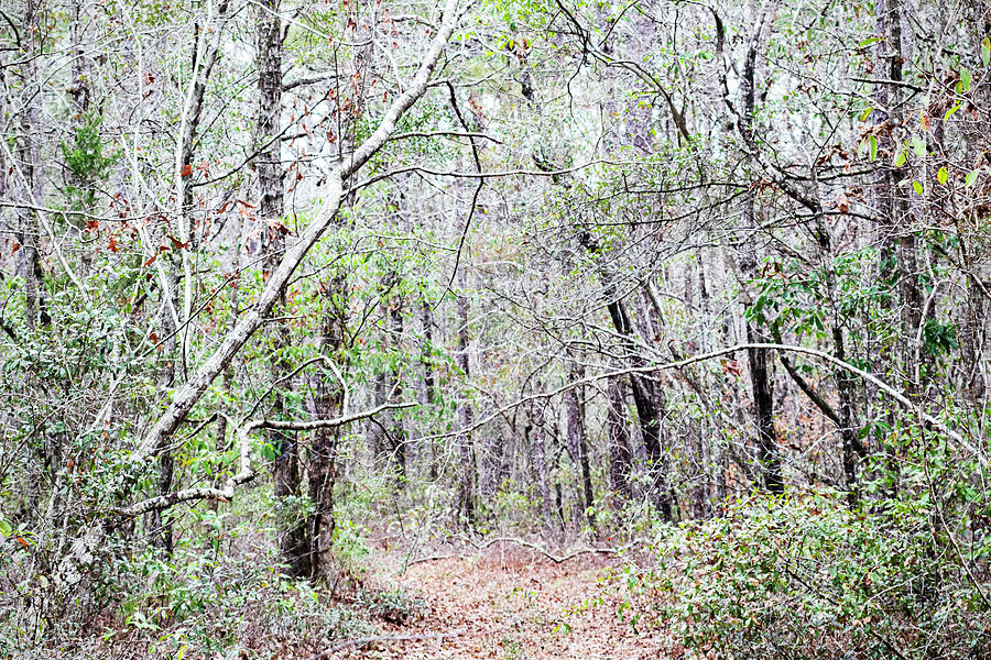 Tangled Forest Scene in the Croatan Photograph by Bob Decker