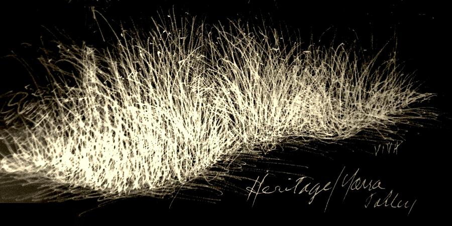 Tangled Grasses Drawing by VIVA Anderson