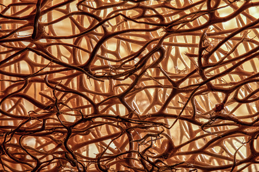 Abstract Photograph - Tangled Roots Macro Abstract by Tom Mc Nemar