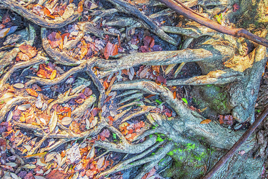 Tangled Roots of a Live Oak Tree Photograph by Bob Decker