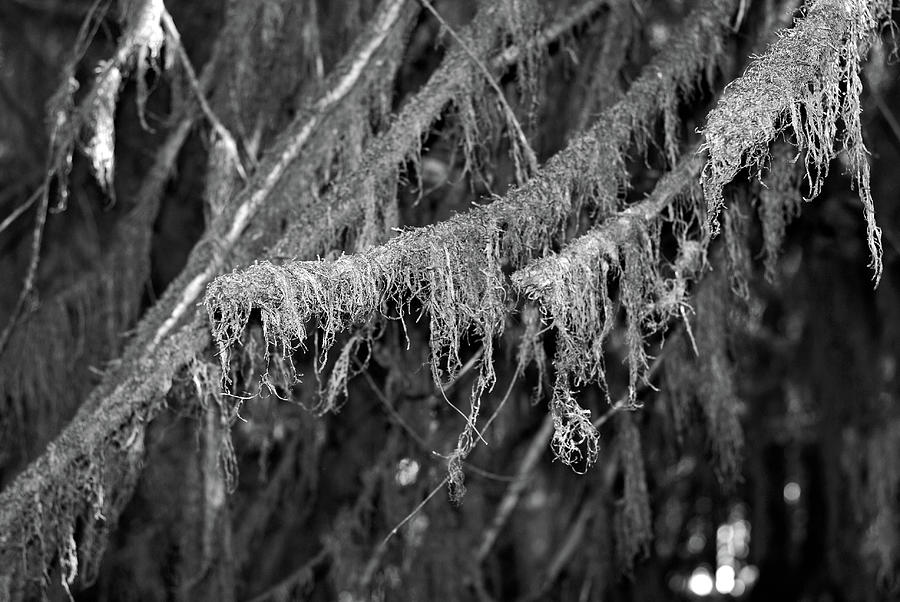 Tangles and Tears. Olympic National Park BW Photograph by Connie Fox