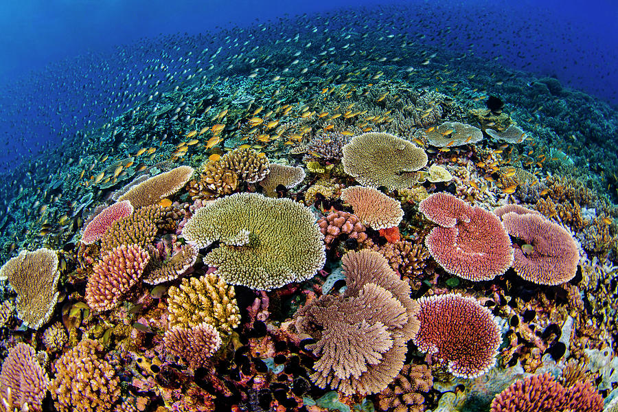 Tanias Reef Photograph by Tanya G Burnett