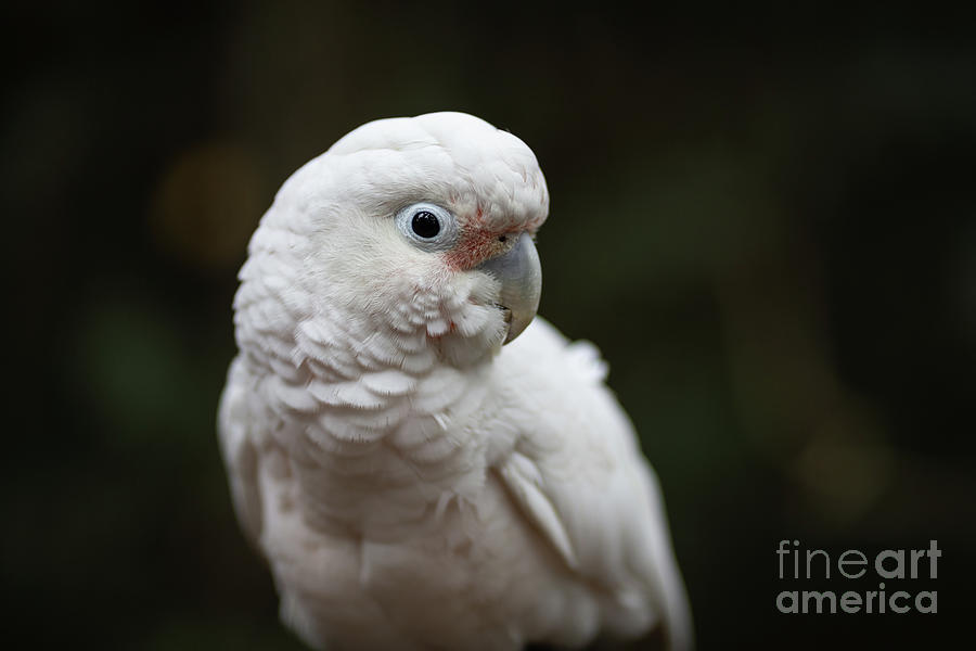 Cockatoo Photograph - Tanimbar Corella by Eva Lechner