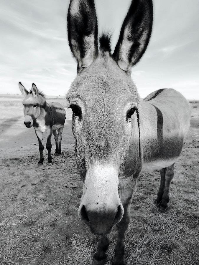 Donkey Love Photograph