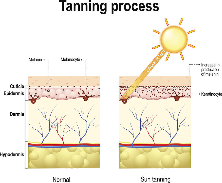 Tanning process. Skin. Human anatomy Drawing by Ttsz