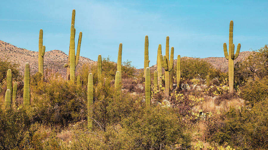 Tanque Verde Landscape Photograph by Katie Dobies - Fine Art America