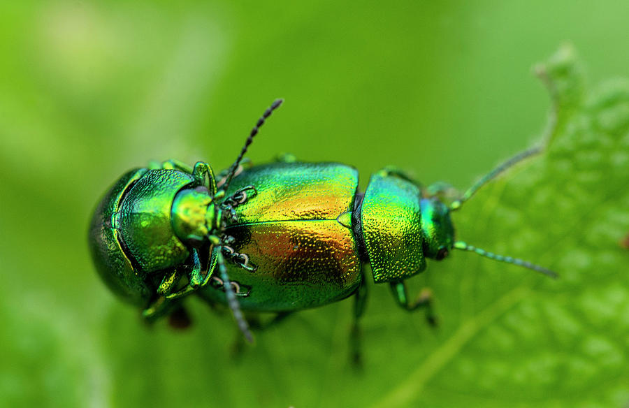 Tansy Beetles Macro Photograph by Fiona Etkin | Fine Art America