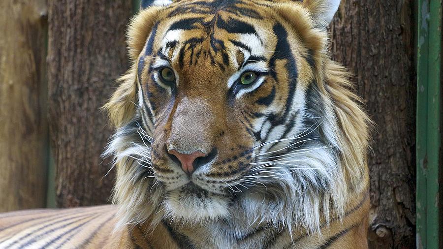 Tantalizing Noble Asian Tiger Head Close Up Ultra HD Photograph by ...