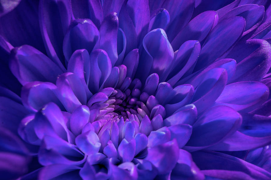 Still Life Photograph - Tantalizing Purple by Linda Howes