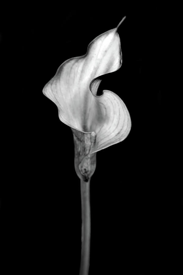 Flower Photograph - Tantric Moods by Az Jackson