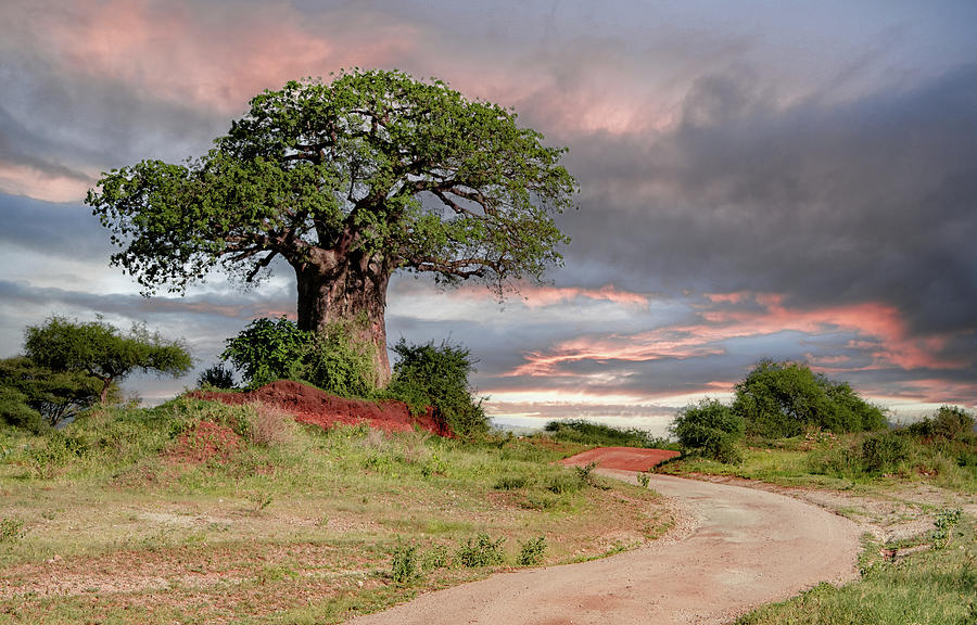 Tanzania Afternoon, Tarangire National Park Photograph by Marcy Wielfaert