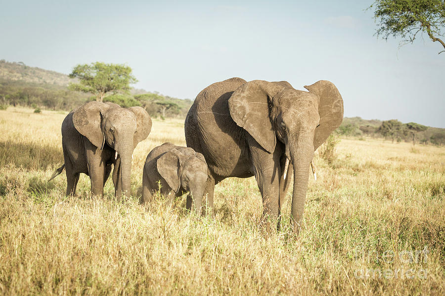 Tanzania Elephant Family Photograph by Timothy Hacker