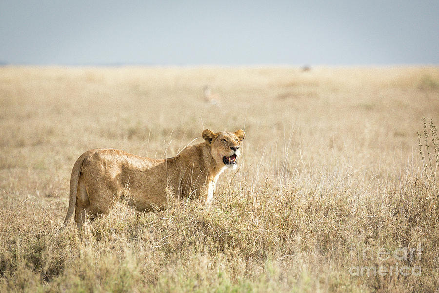 Tanzania Lioness 1 Photograph by Timothy Hacker