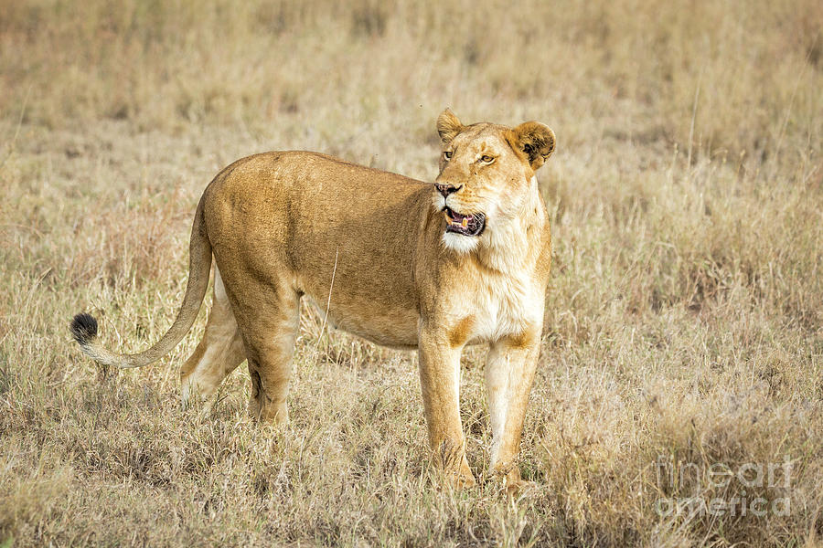 Tanzania Lioness  Photograph by Timothy Hacker