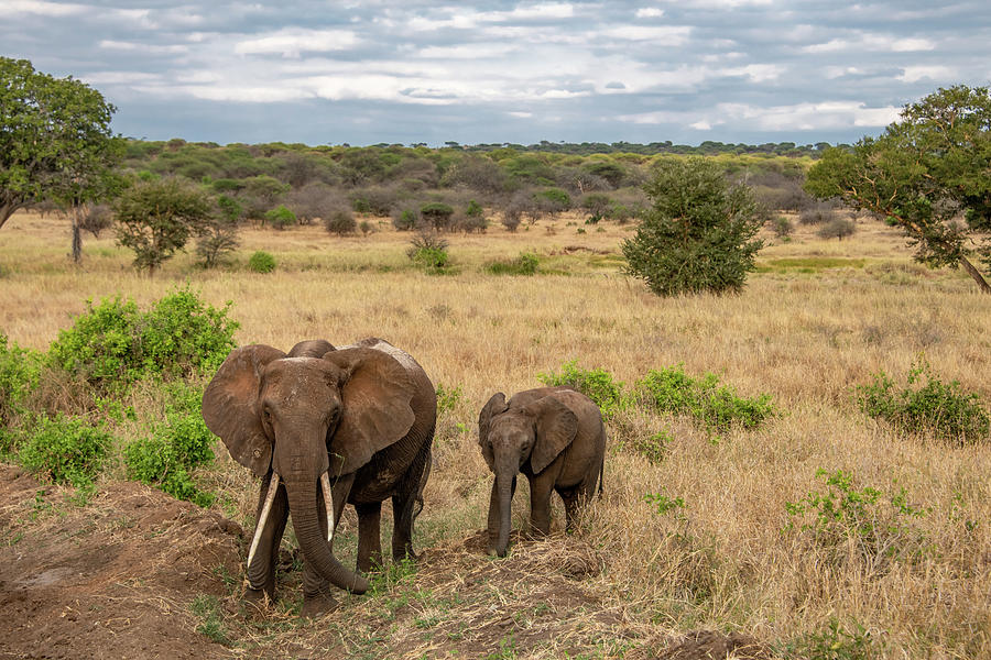 Tanzania Twosome, Mom and Baby Elephant in Serengeti Photograph by Marcy Wielfaert