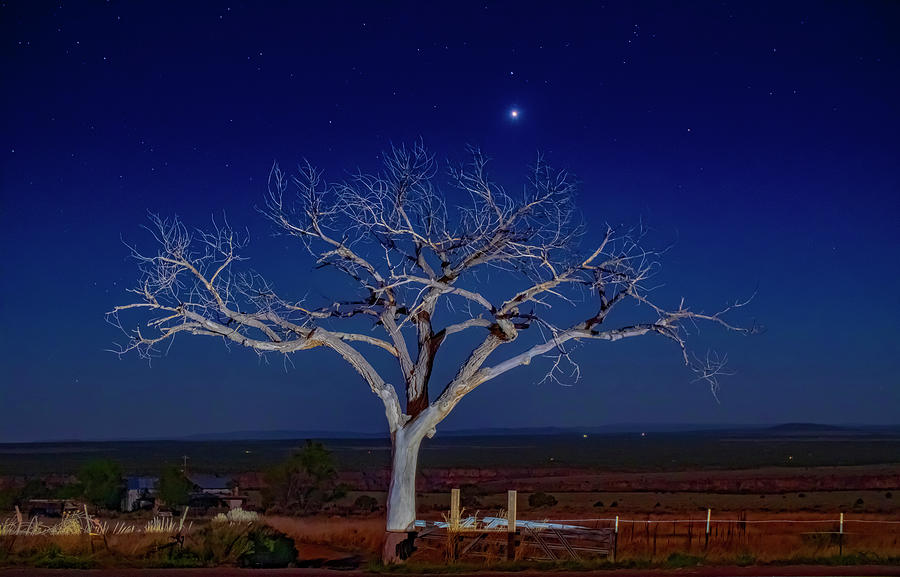 Taos Tree at Night with Stars and Venus  Photograph by Elijah Rael