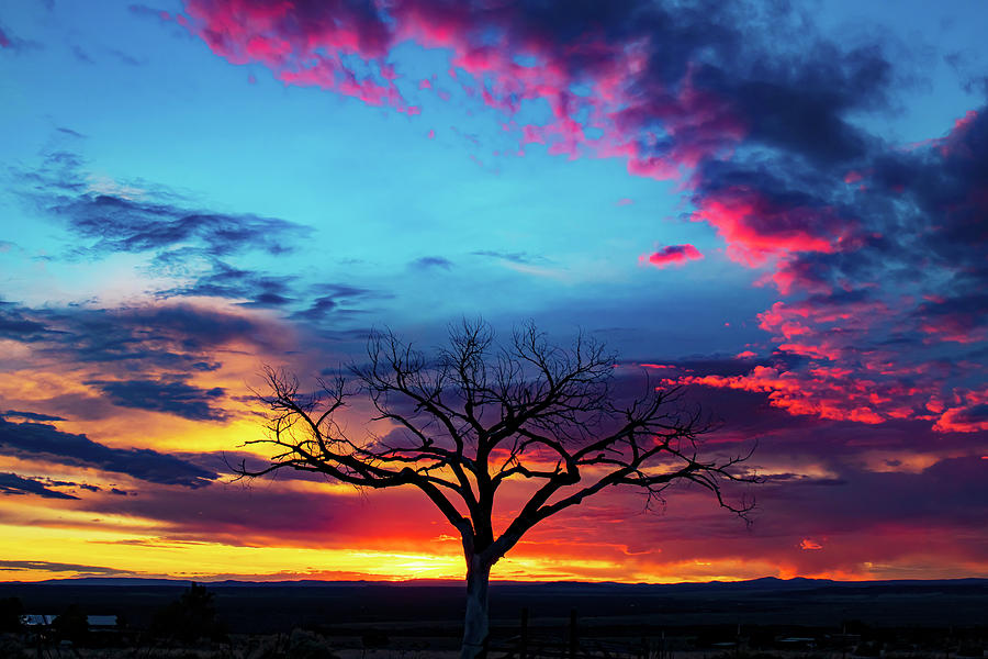 Taos Tree with Beautiful Sunset Photograph by Elijah Rael Taos Tree with Beautiful Sunset Photograph by Elijah Rael