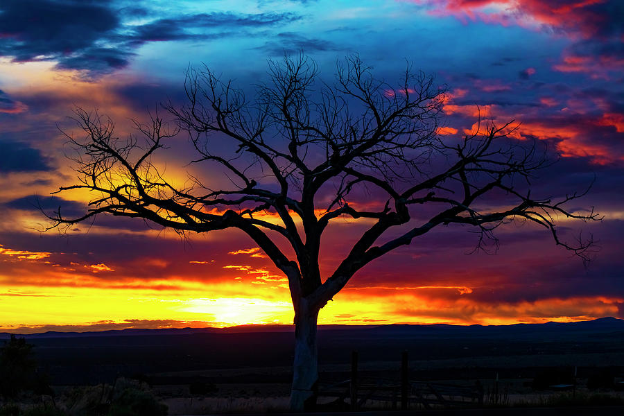 Taos Welcome Tree with Captivating Sunset Photograph by Elijah Rael