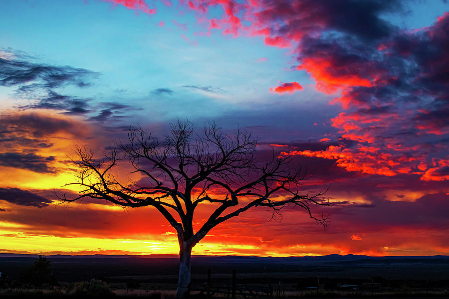 Taos Welcome Tree with Gorgeous Sunset Photograph by Elijah Rael