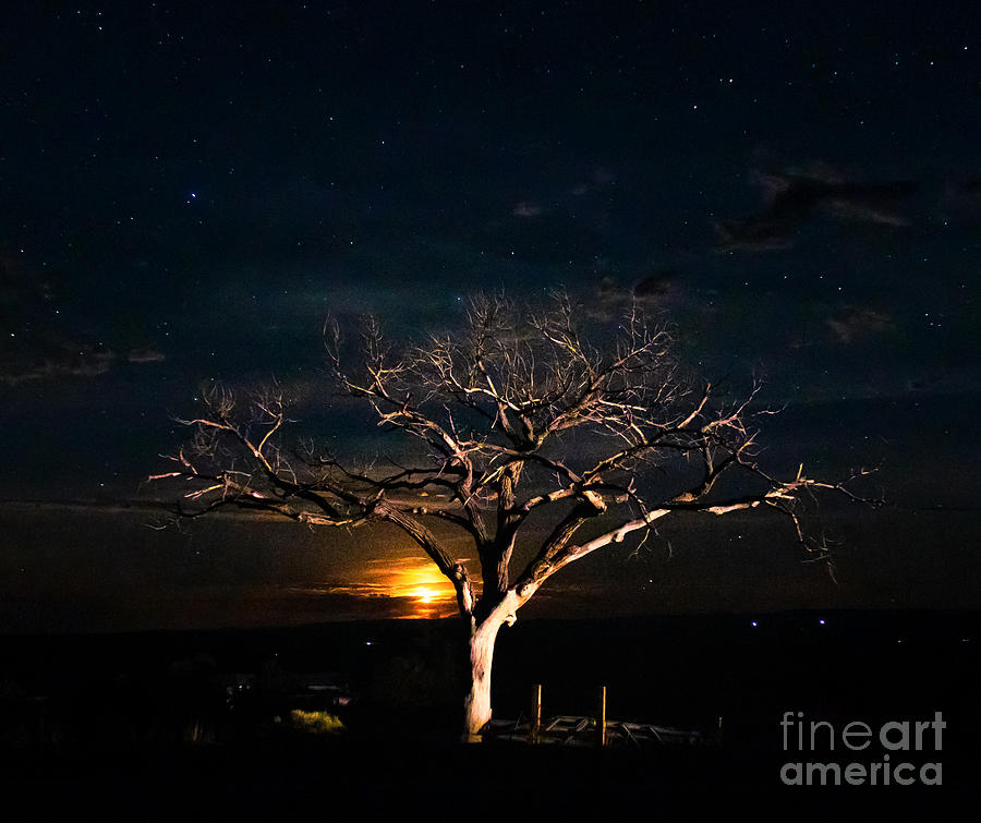 Taos Welcome Tree Night  Photograph by Elijah Rael