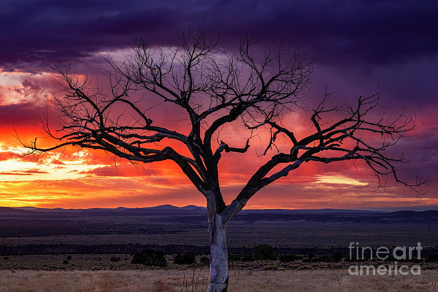 Taos Welcome Tree Purple Sunset Photograph by Elijah Rael