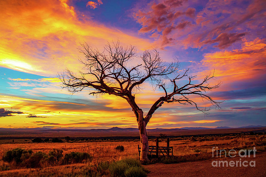 Winter Photograph - Taos Welcome Tree with amazing sunset  by Elijah Rael
