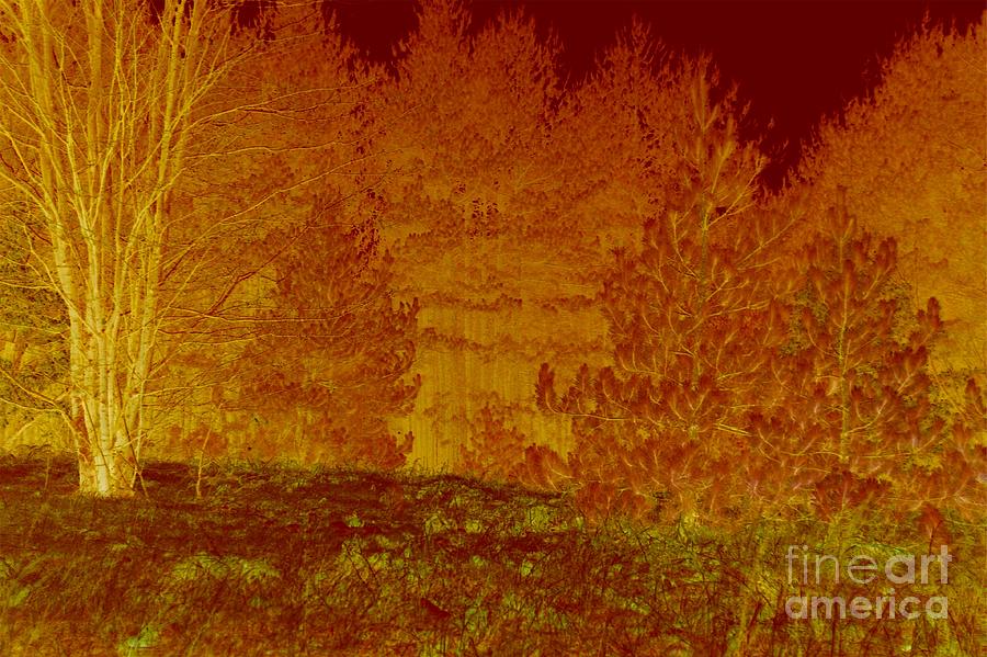 Forest Tapestry Abstract Photograph by Terri Gostola