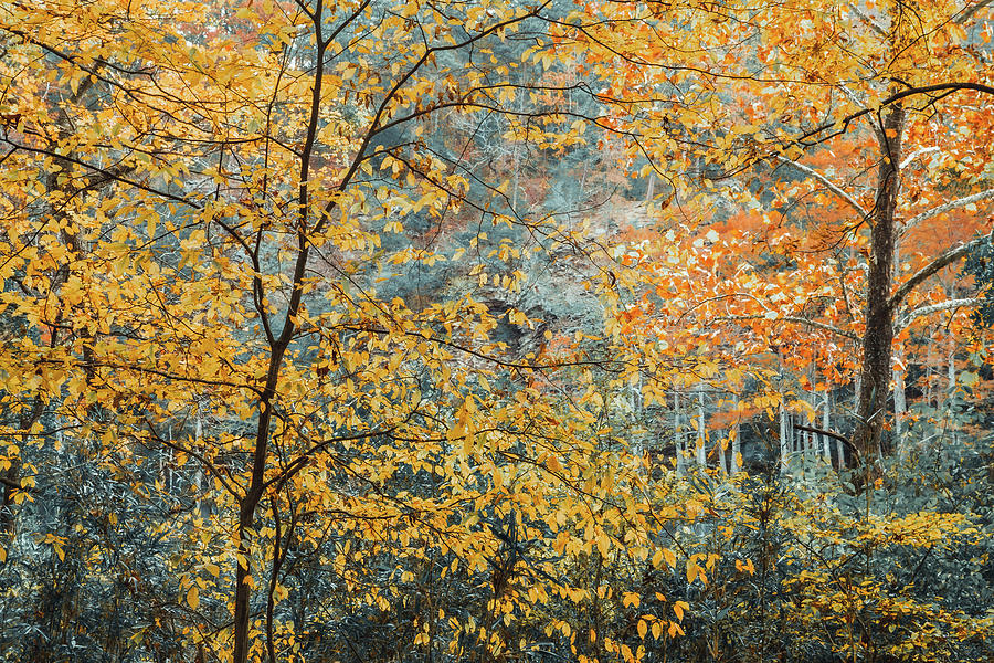 Tree Photograph - Tapestry of Autumn by Iris Greenwell