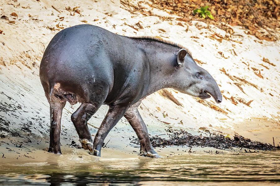 Tapir in Brazil Photograph by Gary and Donna Brewer - Fine Art America