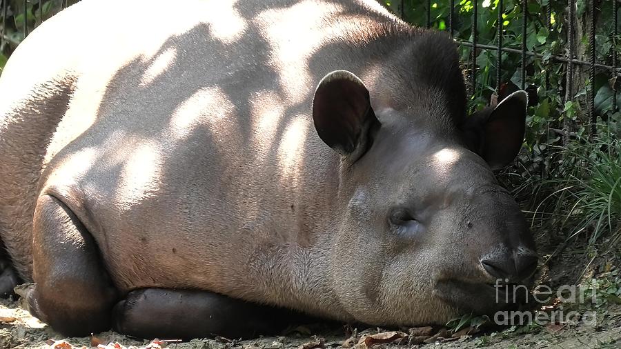 Tapir resting on the ground Photograph by Benny Marty