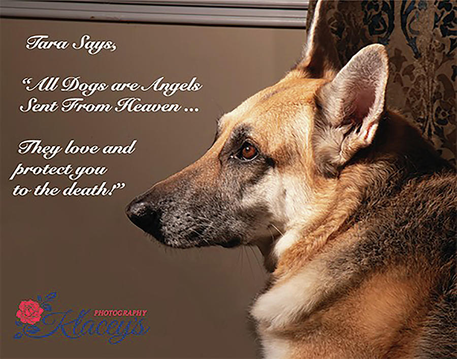 Tara Says Dogs R Like Angels Digital Art by Linda Ritlinger