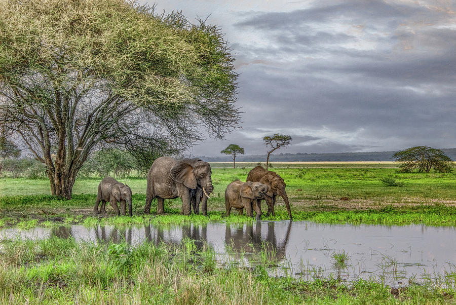 Tarangire Moment, Elephants at the Waterhole Photograph by Marcy Wielfaert
