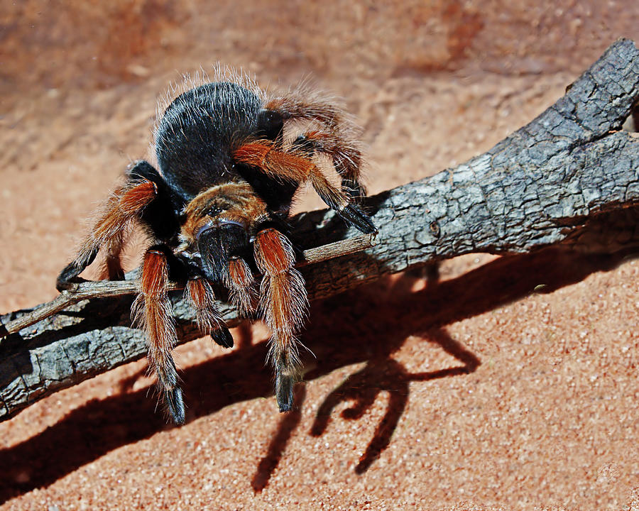 Tarantula - Arachnid Photograph by Nikolyn McDonald