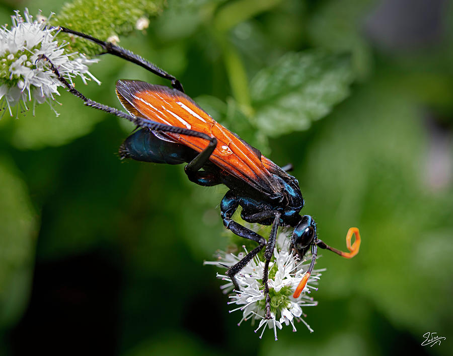 Tarantula Hawk Wasp 2 Photograph by Endre Balogh