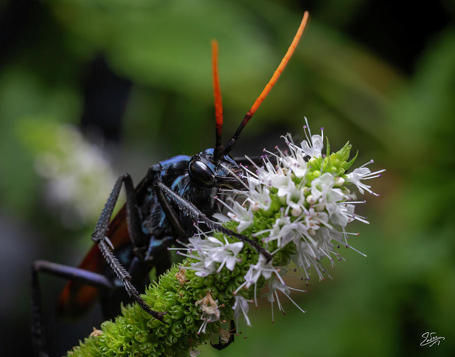 Tarantula Hawk Wasp 3 Photograph by Endre Balogh