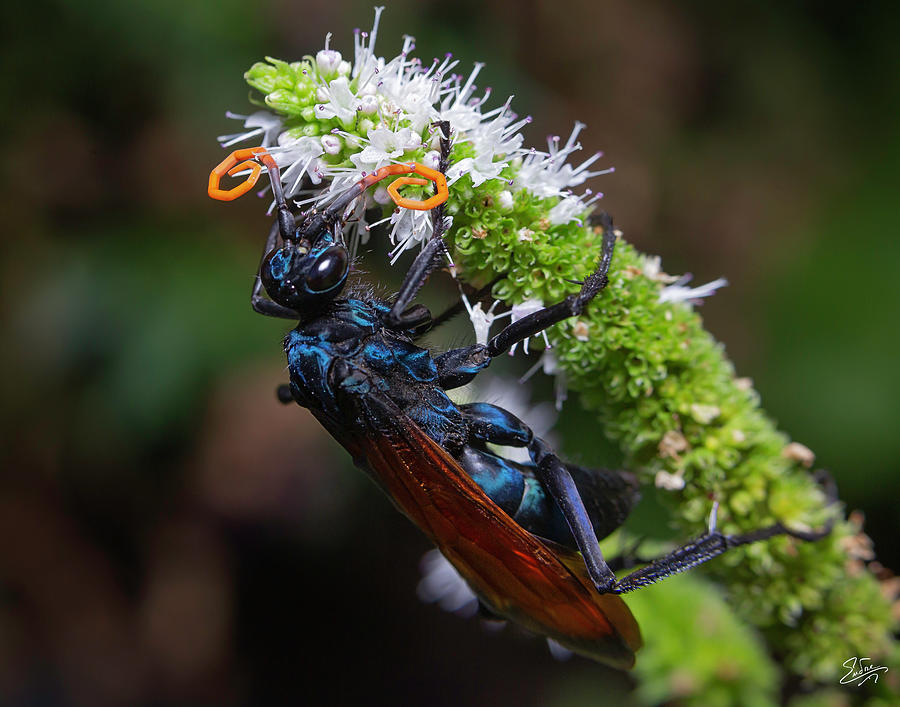 Tarantula Hawk Wasp 4 Photograph by Endre Balogh