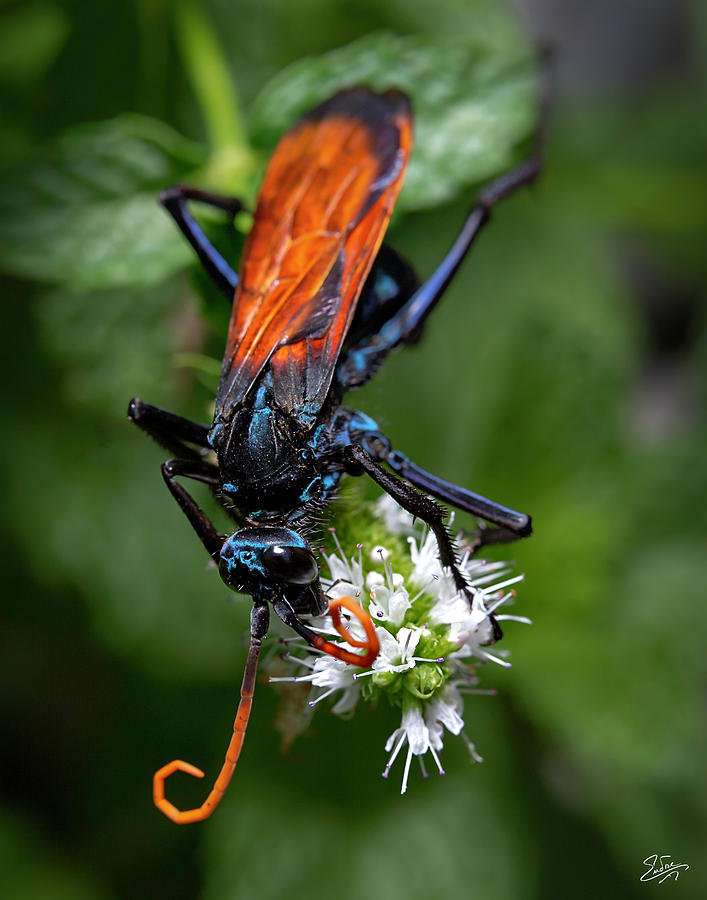 Tarantula Hawk Wasp 5 Photograph by Endre Balogh