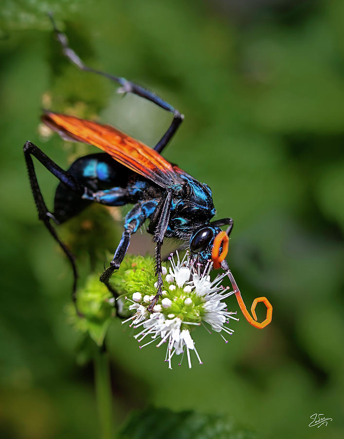 Tarantula Hawk Wasp Photograph by Endre Balogh