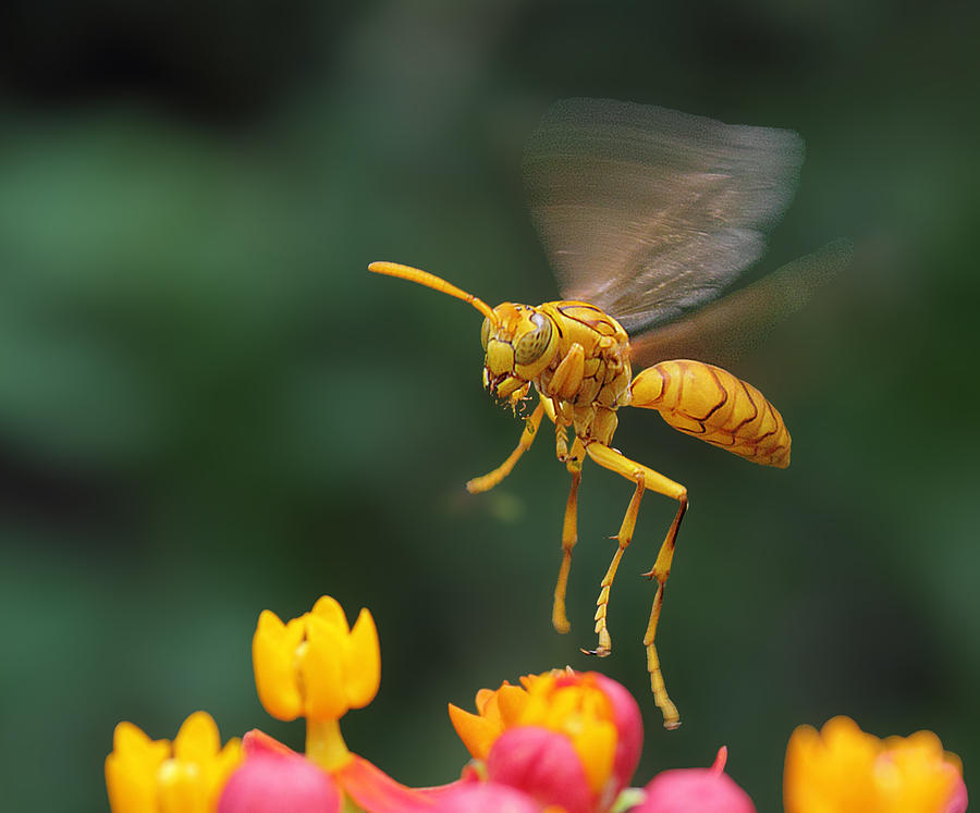 Tarantula Hawk Wasp  OR Yellow Paper Wasp Photograph by Paldas Photography