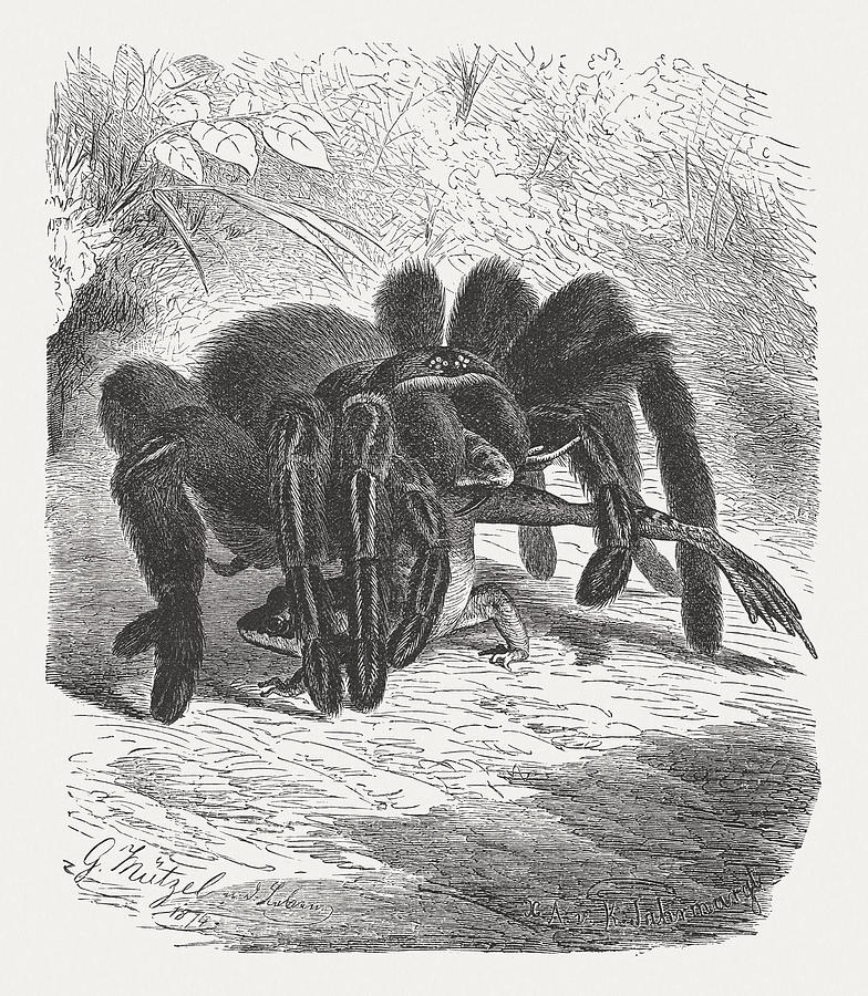 Tarantula (Theraphosidae) and frog, wood engraving, published in 1895 Drawing by Zu_09