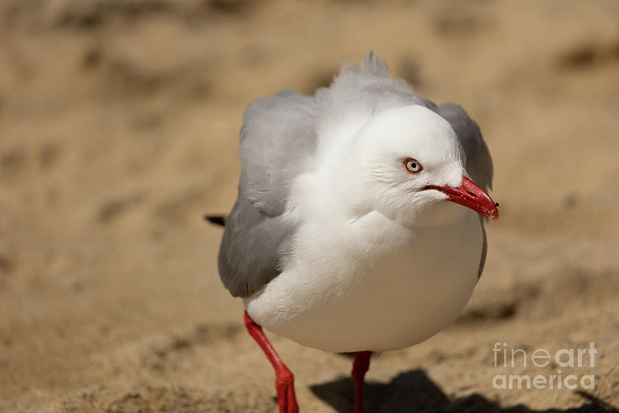 Tarapunga/Red-Billed Gull Photograph by Eva Lechner