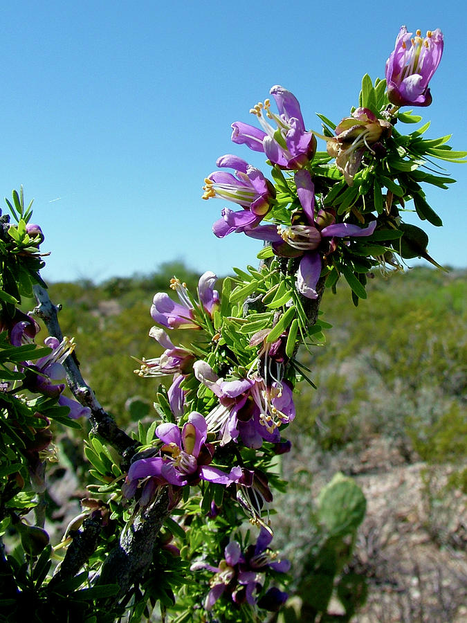 Tarbush in Chihuahuan Desert, Big Bend National Park,Texas. Photograph by Ruth Hager