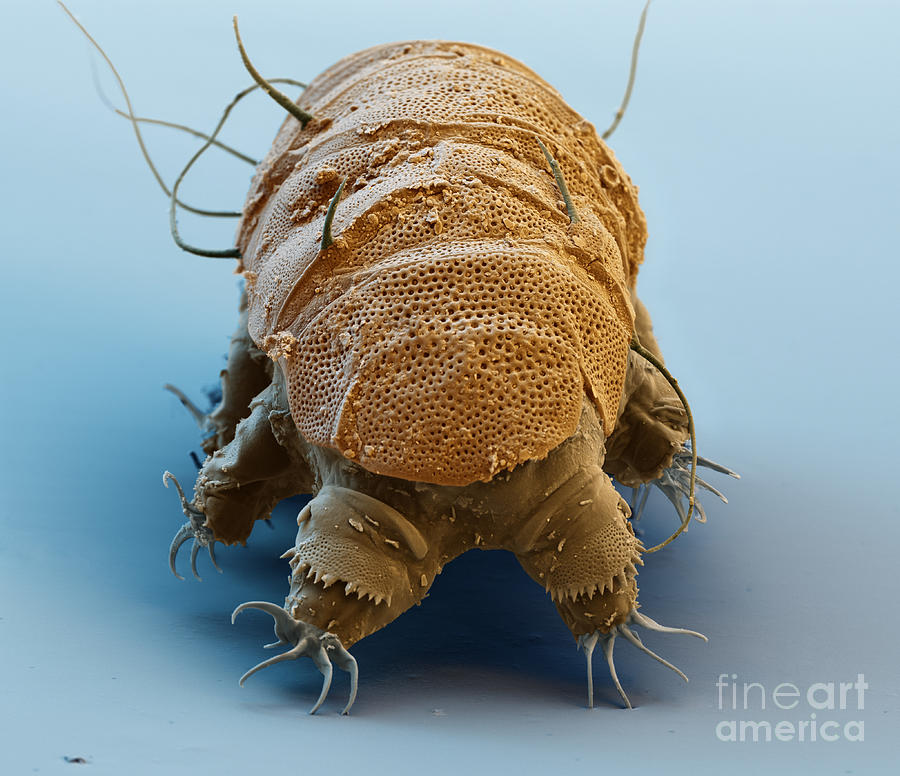 Tardigrade Photograph by Eye of Science