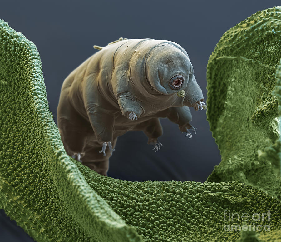 Tardigrade or Water Bear Photograph by Eye of Science