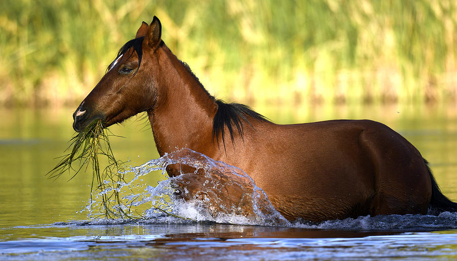 Tardy Mare. Photograph by Paul Martin