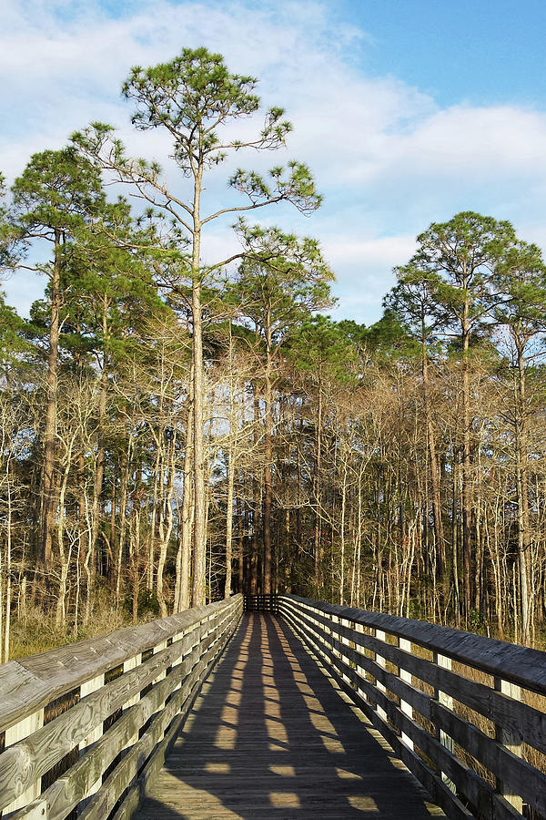 Tarkiln Bayou Preserve State Park Photograph by Debbie Smith - Pixels