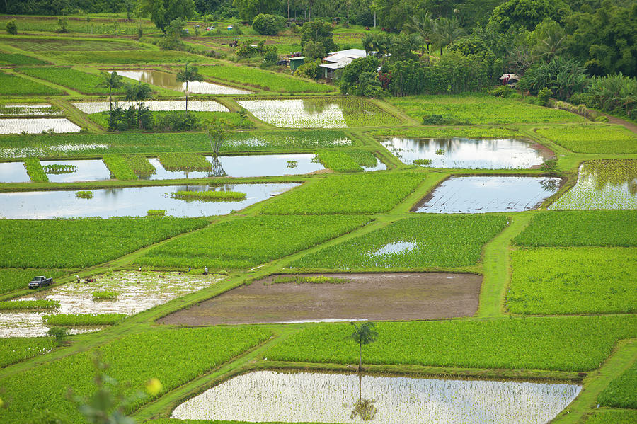 Taro plants growing in flooded fields Photograph by David L Moore