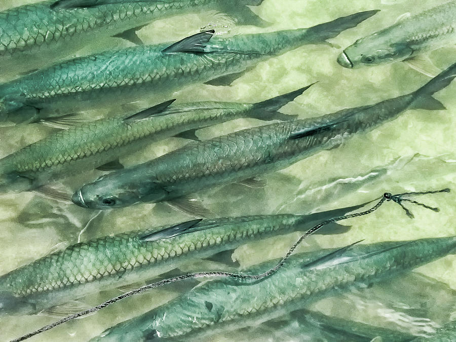 Tarpon Together Photograph by Louise Lindsay
