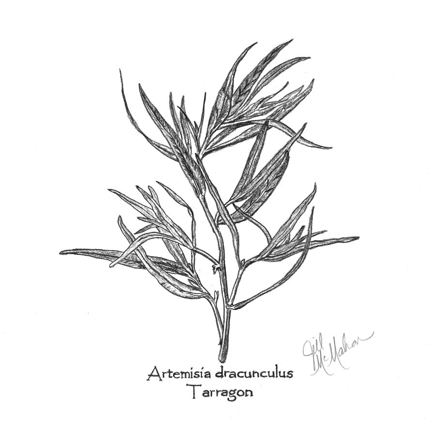 Tarragon Drawing by Jill McMahon Fine Art America